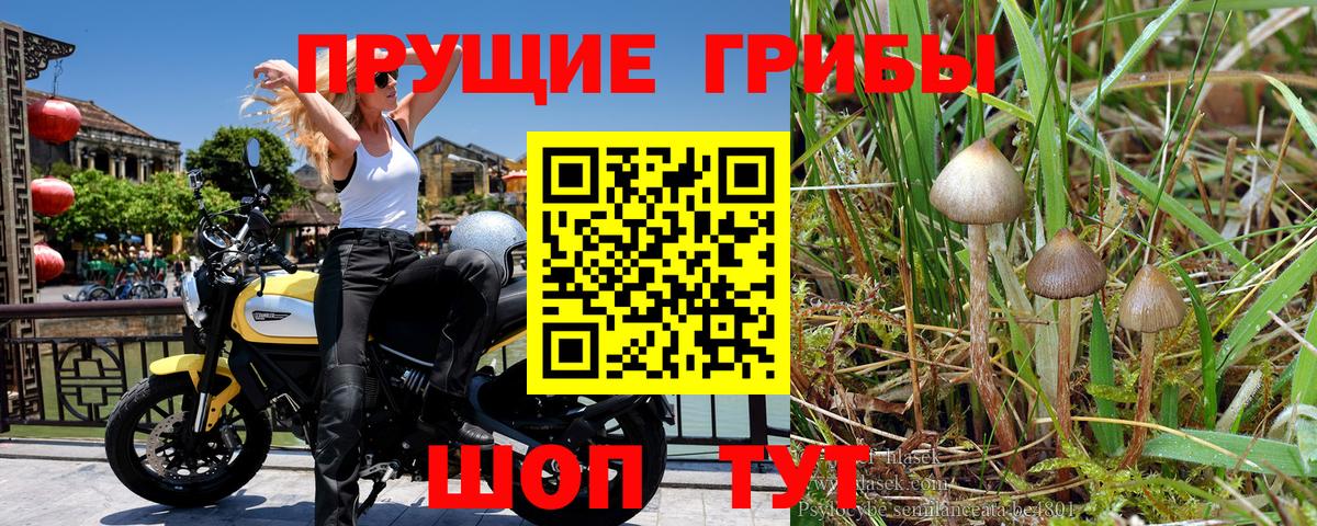 Псилоцибиновые грибы прущие грибы Елец